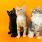 Cat Lover