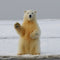 Arctic Art & Crafts